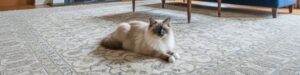 Ragdoll - beautiful cat breeds in the USA