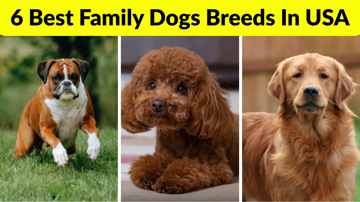 6 Best Family Dogs Breeds In USA
