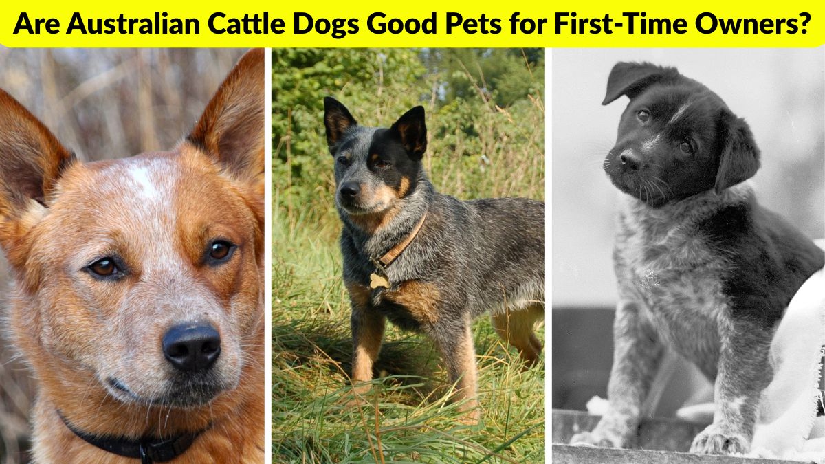 Are Australian Cattle Dogs Good Pets for First-Time Owners?