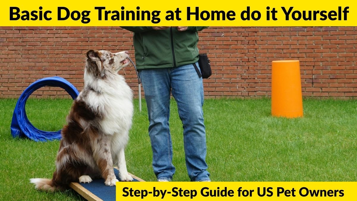 Basic Dog Training at Home do it Yourself