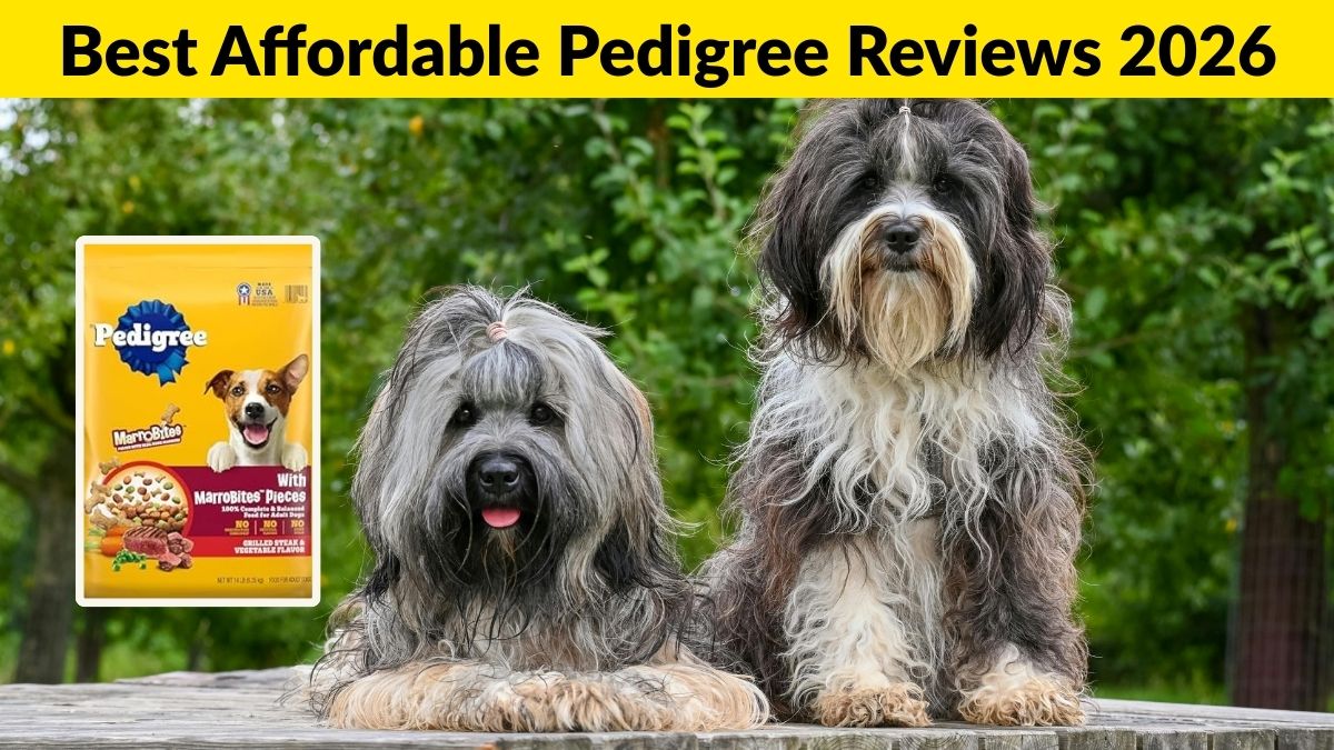 Best Affordable Pedigree Reviews 2026
