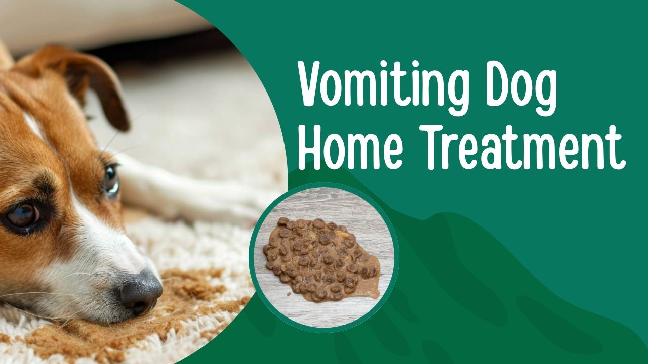 Best Vomiting Dog Home Treatment in USA