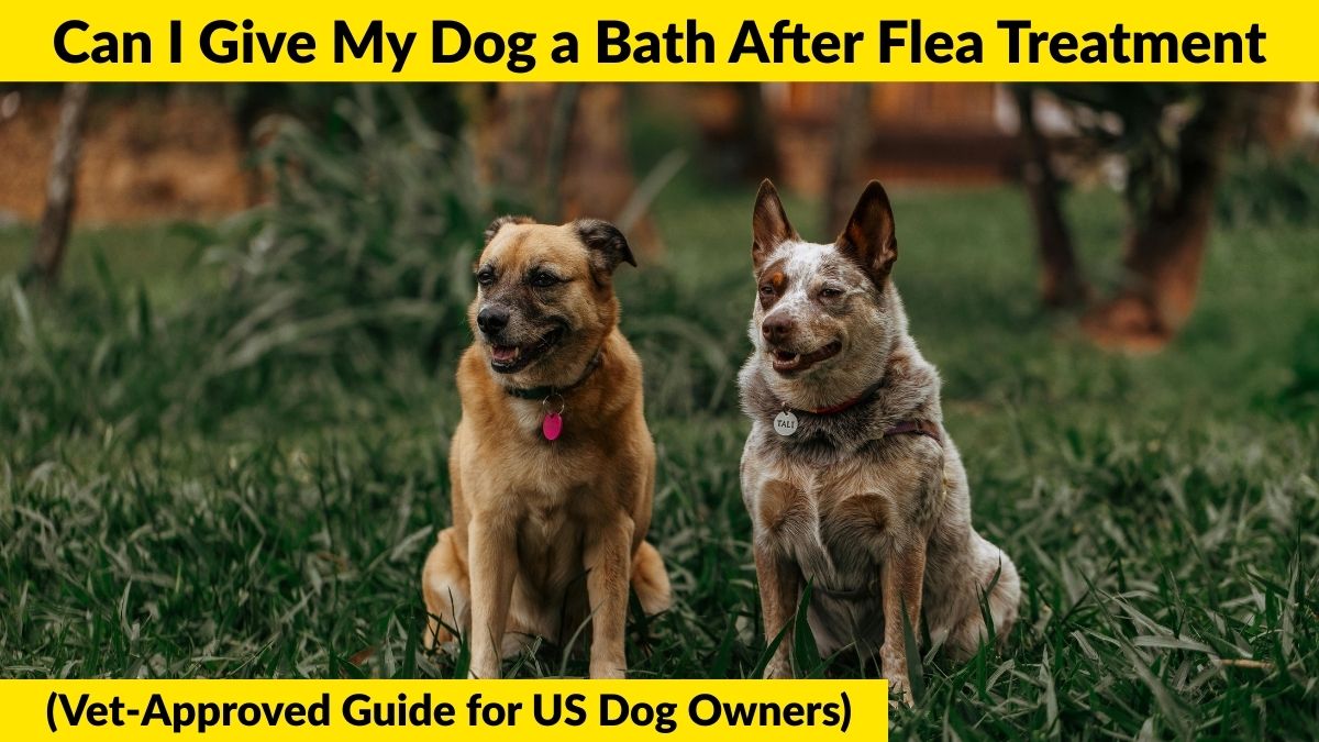 Can I Give My Dog a Bath After Flea Treatment