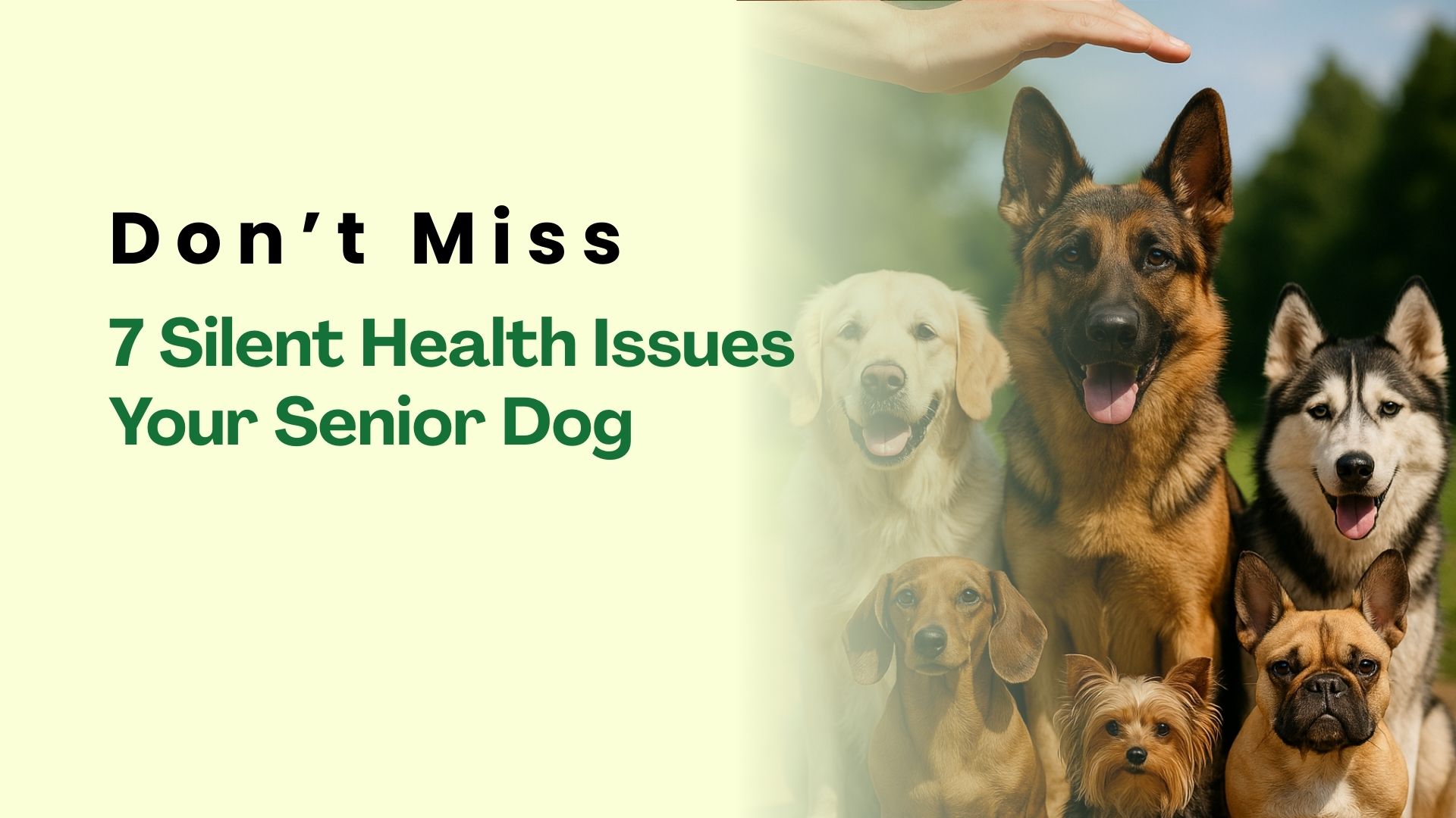 Dog Silent Health Issues: 7 Hidden Problems in Senior Dogs