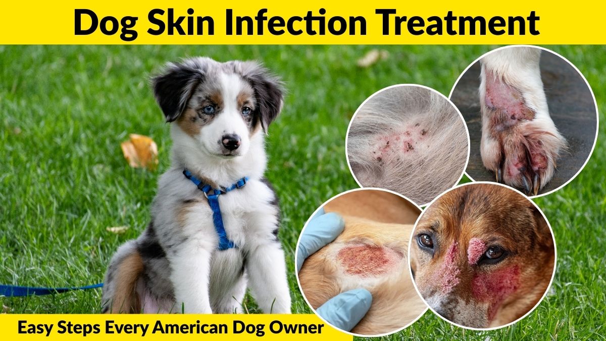 Dog Skin Infection Treatment