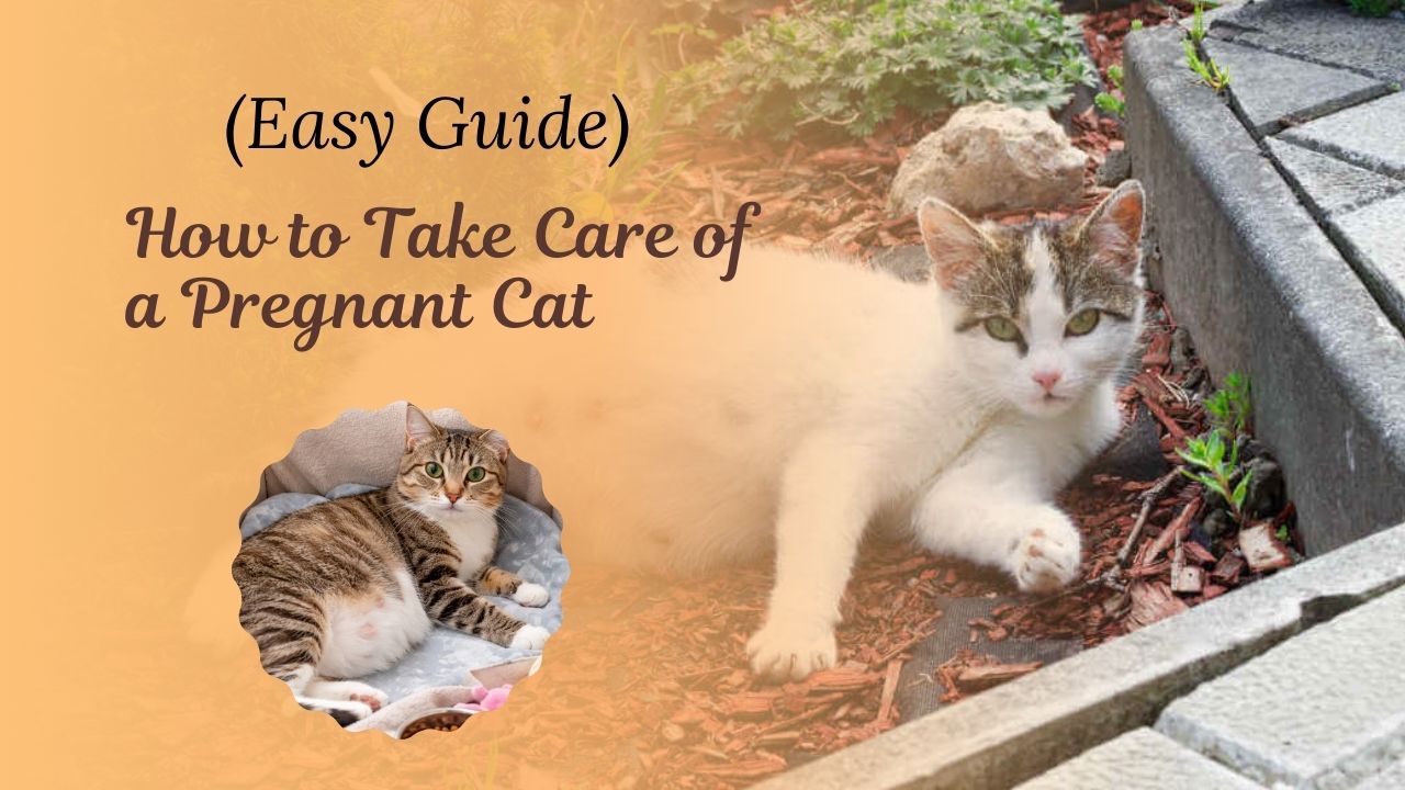 How to Take Care of a Pregnant Cat in USA (Easy Guide)
