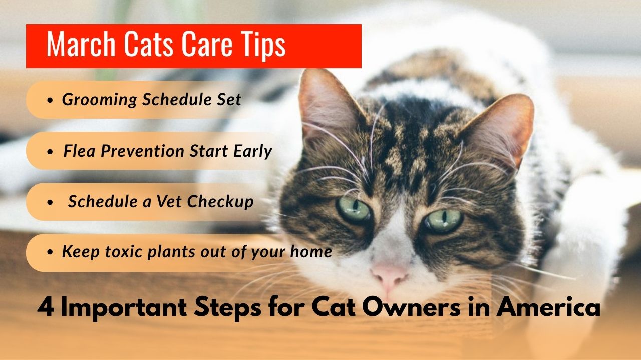 March Cats Care Tips: 4 Important Steps for Cat Owners in America