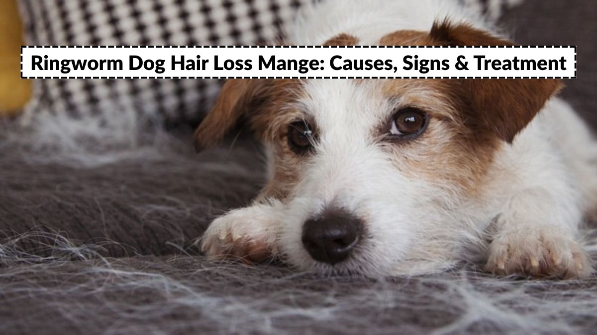 Ringworm Dog Hair Loss Mange: Causes, Signs & Treatment