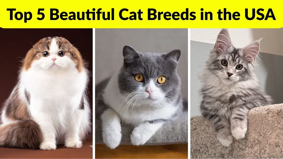 Top 5 Beautiful Cat Breeds in the USA for Families