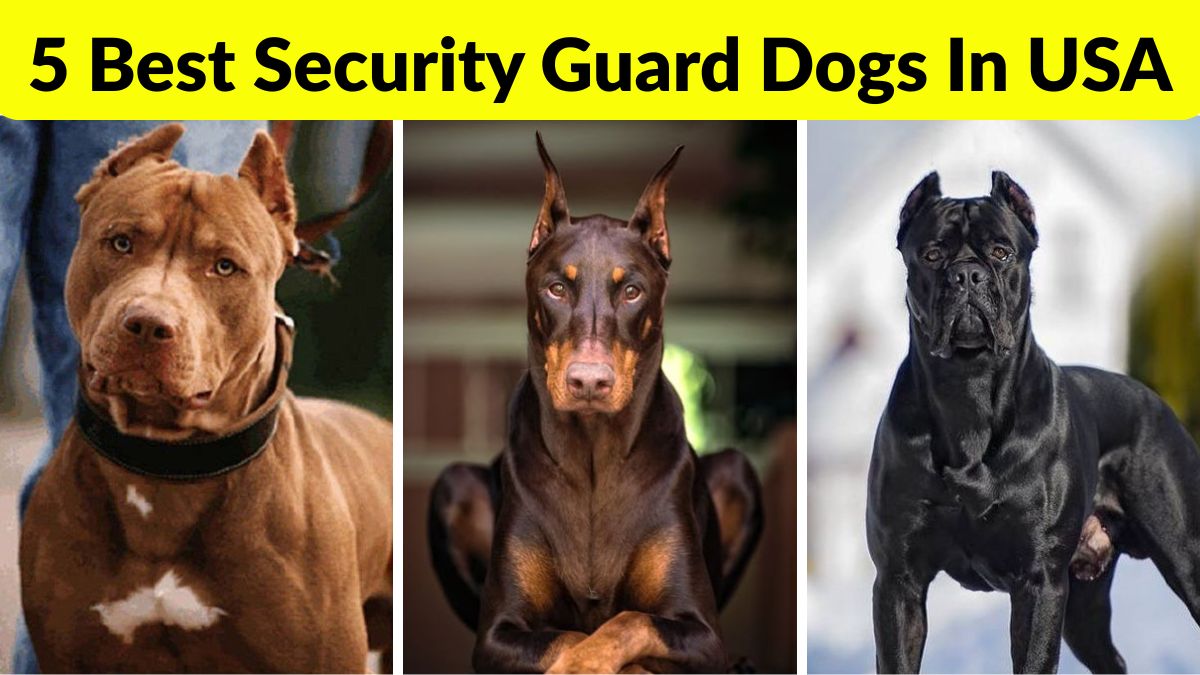 beautiful cat breeds