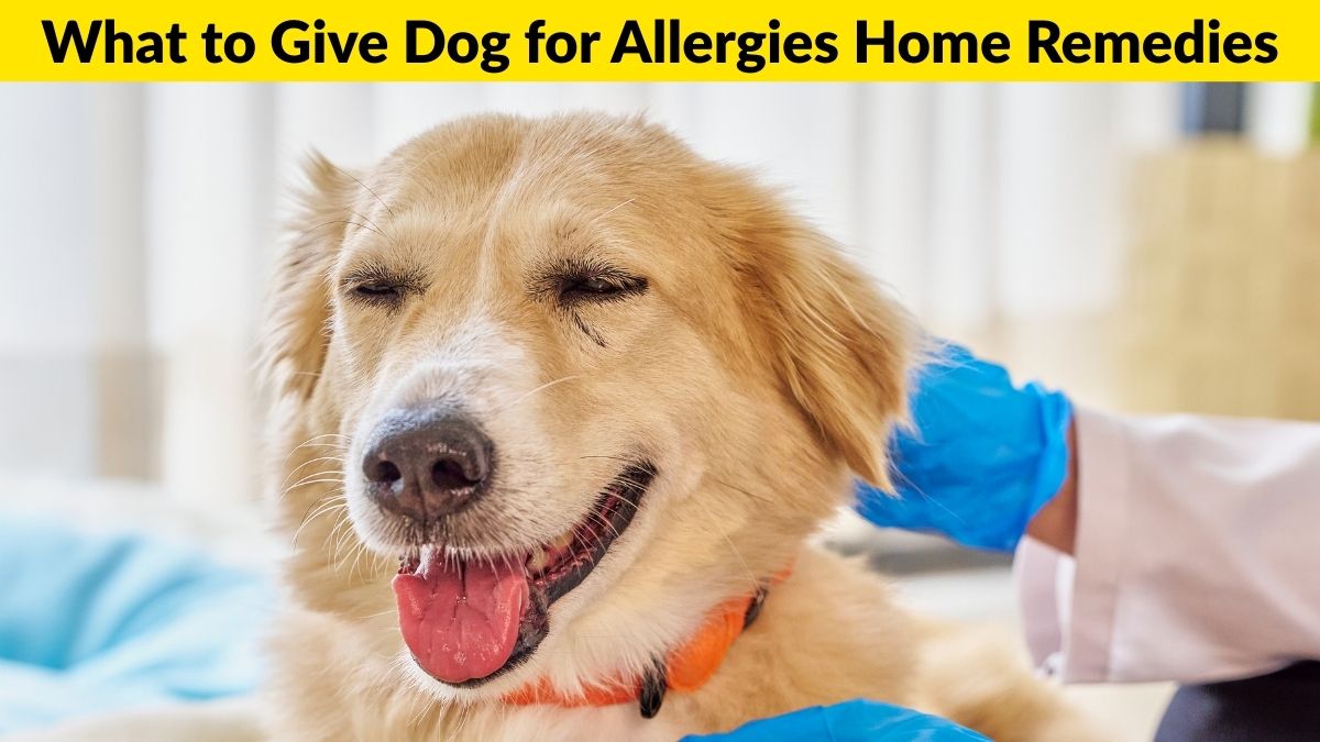 What to Give Dog for Allergies Home Remedies