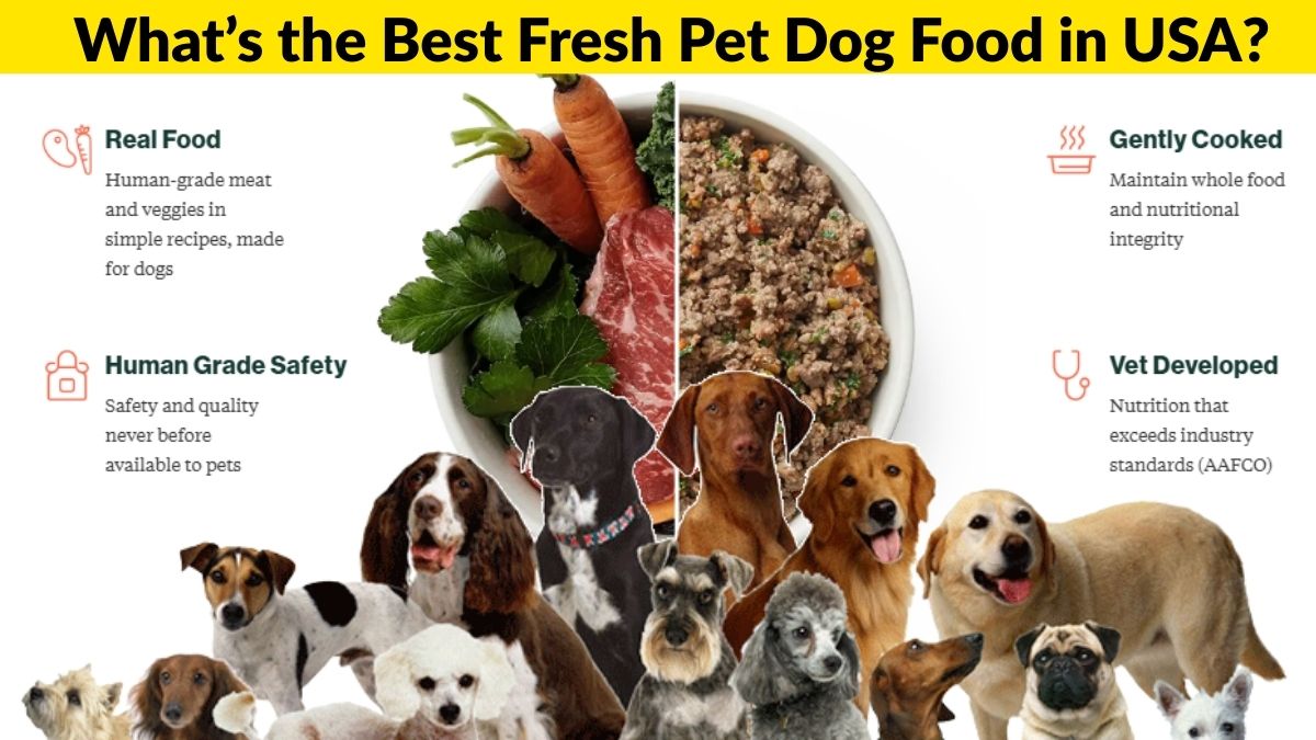 What’s the Best Fresh Pet Dog Food?