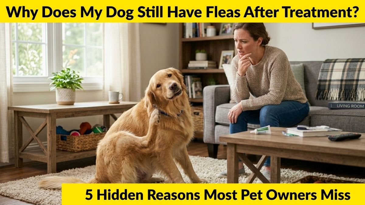 Why Does My Dog Still Have Fleas After Treatment