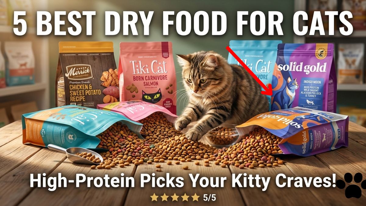 5 Best Dry Food for Cats in 2026 (Top Picks & Reviews)