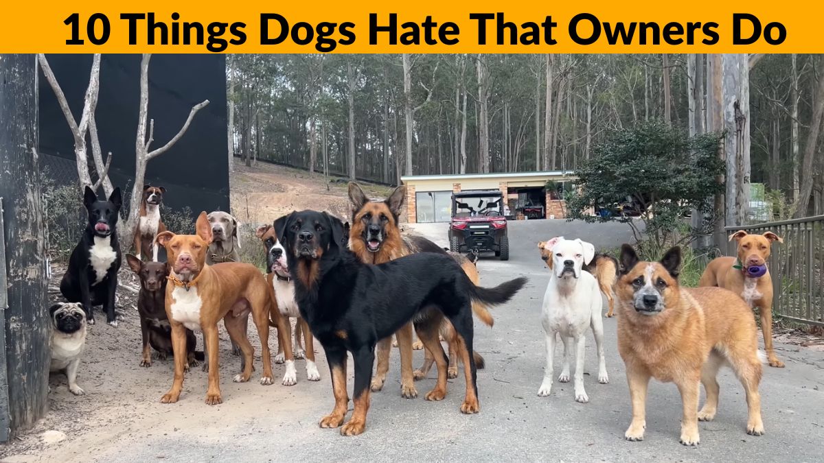 10 Things Dogs Hate That Owners Do – common dog owner mistakes explained