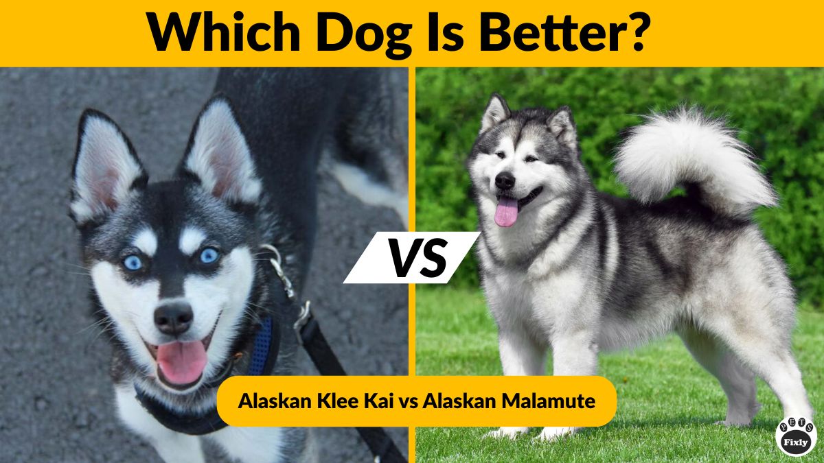 Alaskan Klee Kai vs Alaskan Malamute: Family Dog Guide
