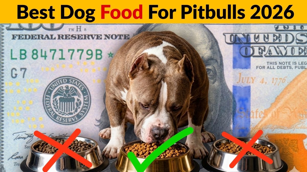 Best Dog Food For Pitbulls Top Nutrition For Muscle & Health!
