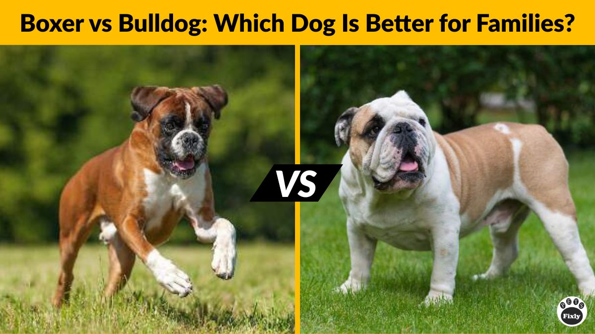 Boxer vs Bulldog Personality: Which Breed Fits Your Life?
