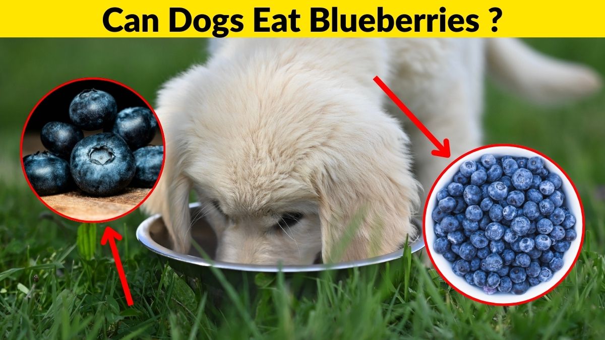 Can Dogs Eat Blueberries Safely? Vet-Approved Guide