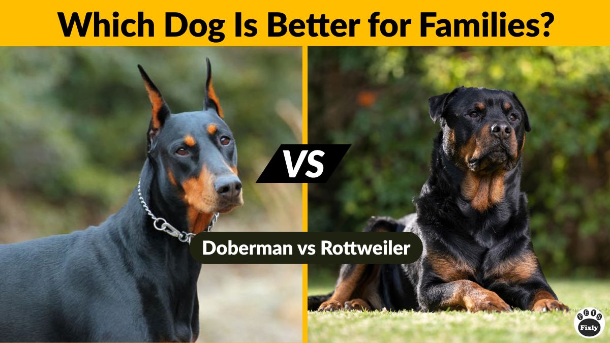 Doberman vs Rottweiler: The Ultimate Dog Breed Comparison