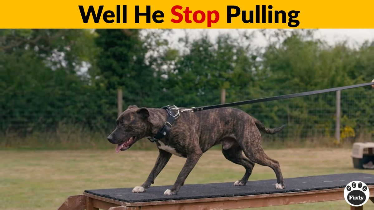 Fix Leash Pulling in 10 Minutes