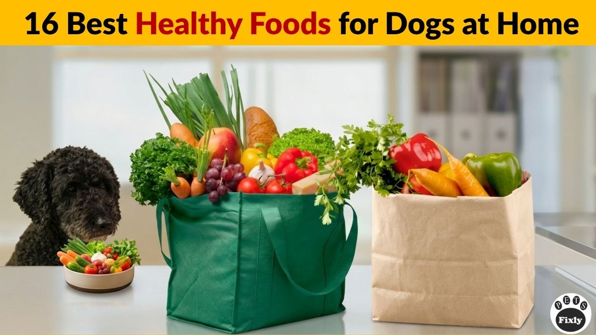Healthy Foods for Dogs