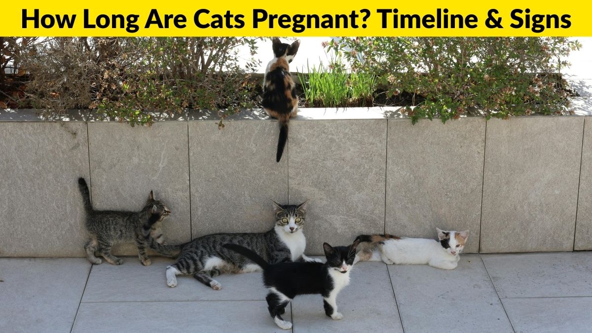 How Long Are Cats Pregnant? Timeline & Signs (USA Guide)