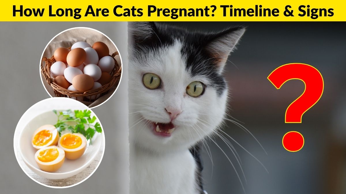 Can Cats Eat Eggs Safely? Vet-Approved Guide