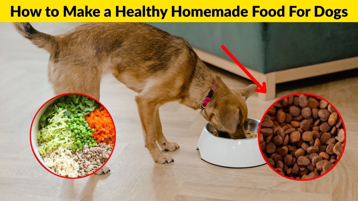 How to Make a Healthy Homemade Food For Dogs