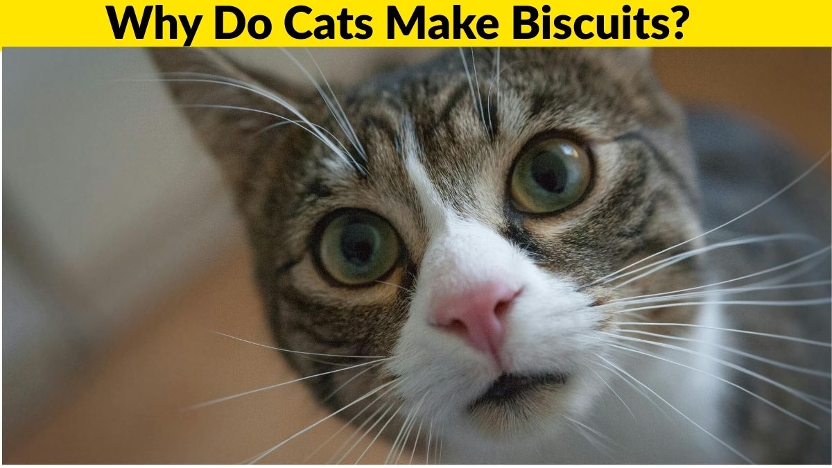 Why Do Cats Make Biscuits?